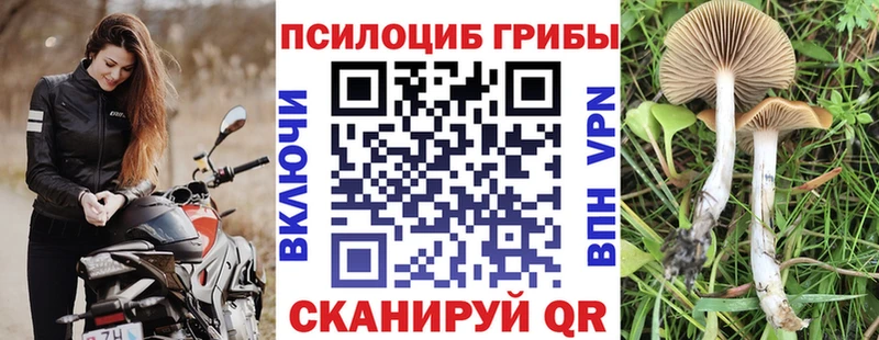 Псилоцибиновые грибы Cubensis  Купить где  Тюкалинск 